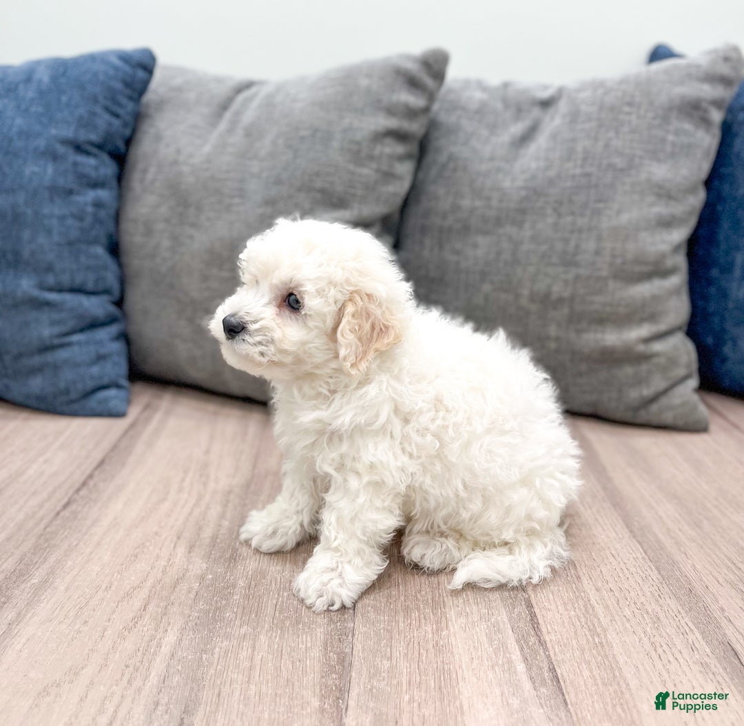 Bichpoo dogs for sale: Milo - Ad 4