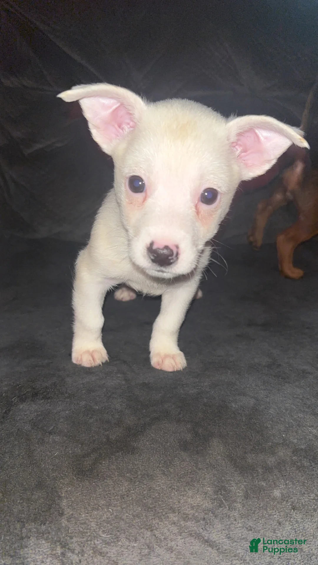 Mixed Breed dogs for sale: Mixed Breed 1 - Ad 1