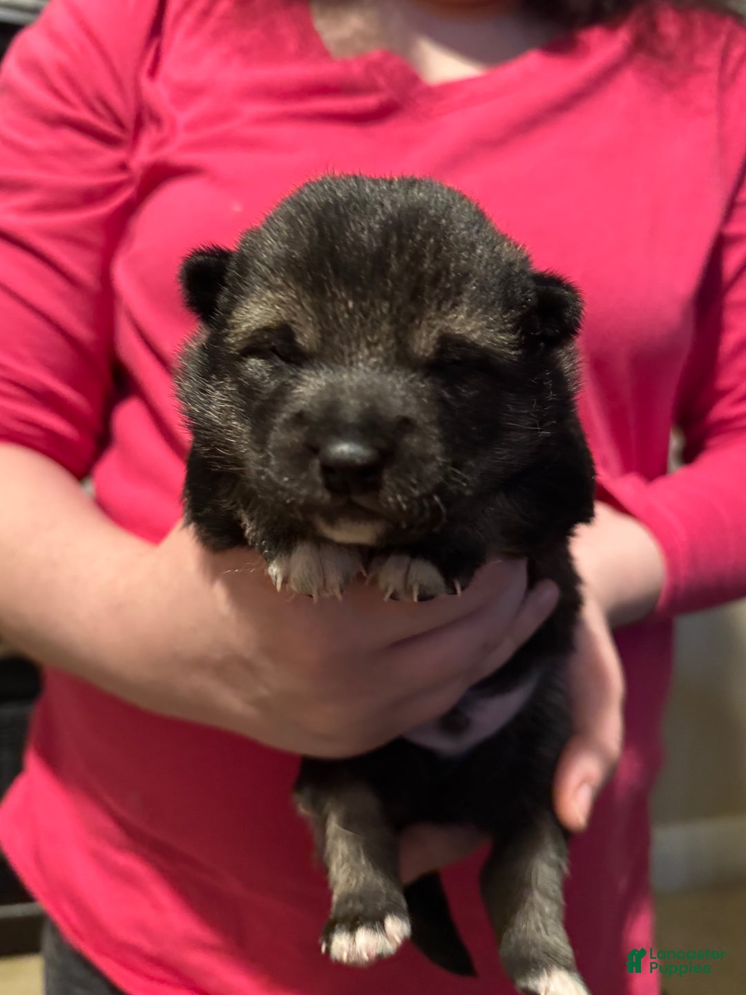 Shiba Inu dogs for sale: Shiba Inu Puppy 1 - Ad 3