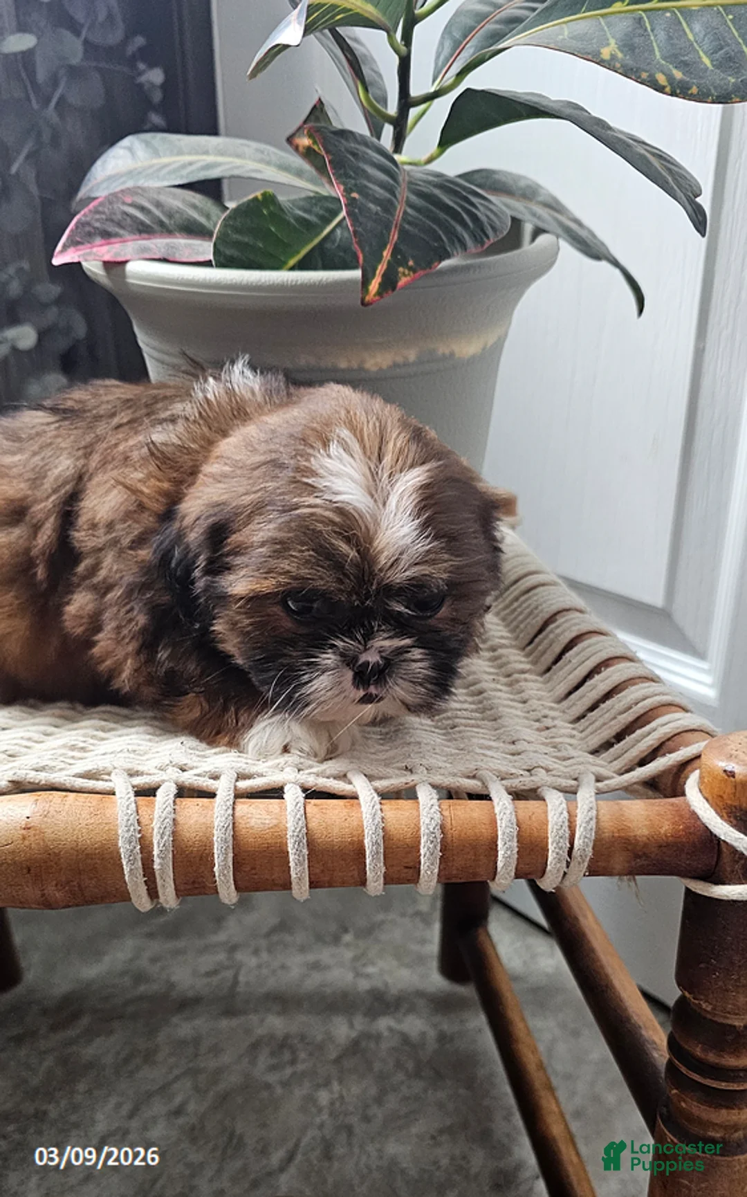 Shih Tzu dogs for sale: Rusty - Ad 10