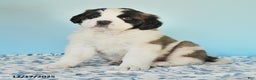 Saint Bernard dogs for sale: Charlotte - Ad 2