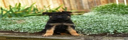 German Shepherd dogs for sale: Victor - Ad 3