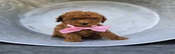 Toy Poodle dogs for sale: Bella - Ad 4