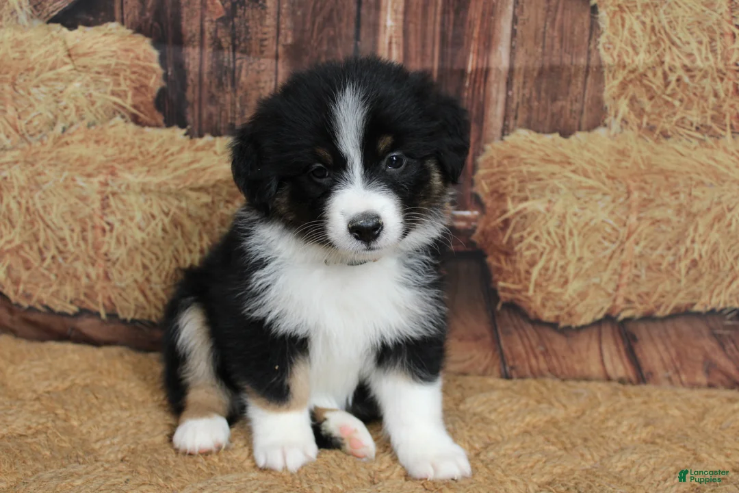 Australian Shepherd dogs for sale: Shiloh  - Ad 1
