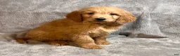 Goldendoodle dogs for sale: Levi - Ad 1