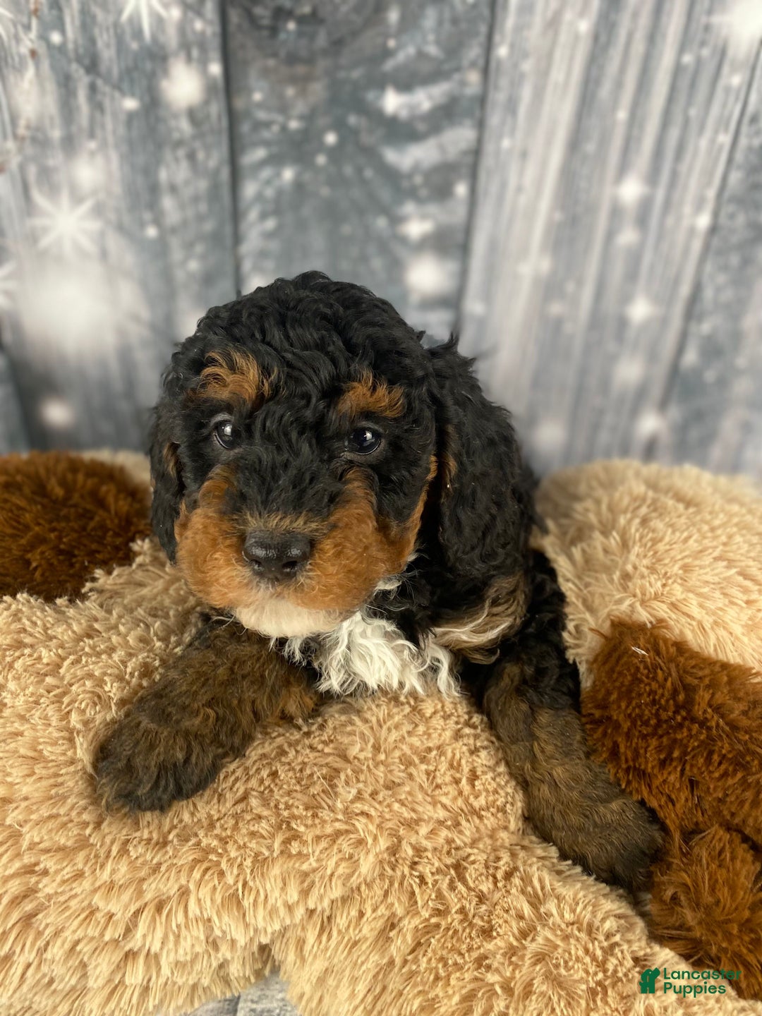 Cavapoo dogs for sale: Samson - Ad 5