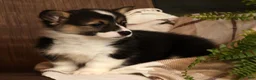 Welsh Corgi Pembroke dogs for sale: Jasmine - Ad 4