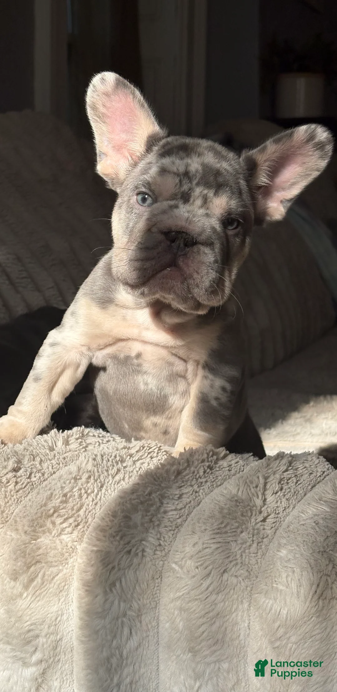 French Bulldog dogs for sale: French Bulldog Puppy 2 - Ad 2