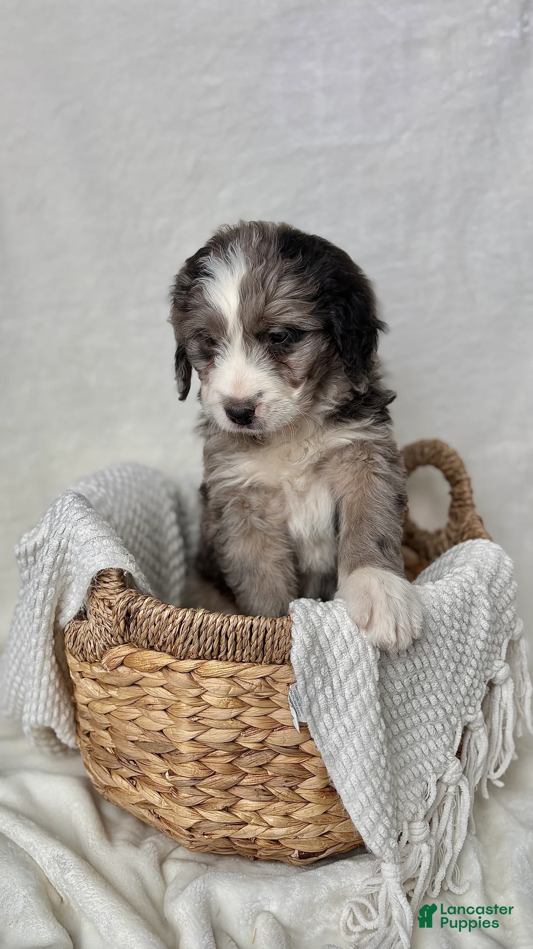 Bernedoodle dogs for sale: Rocky - Ad 6