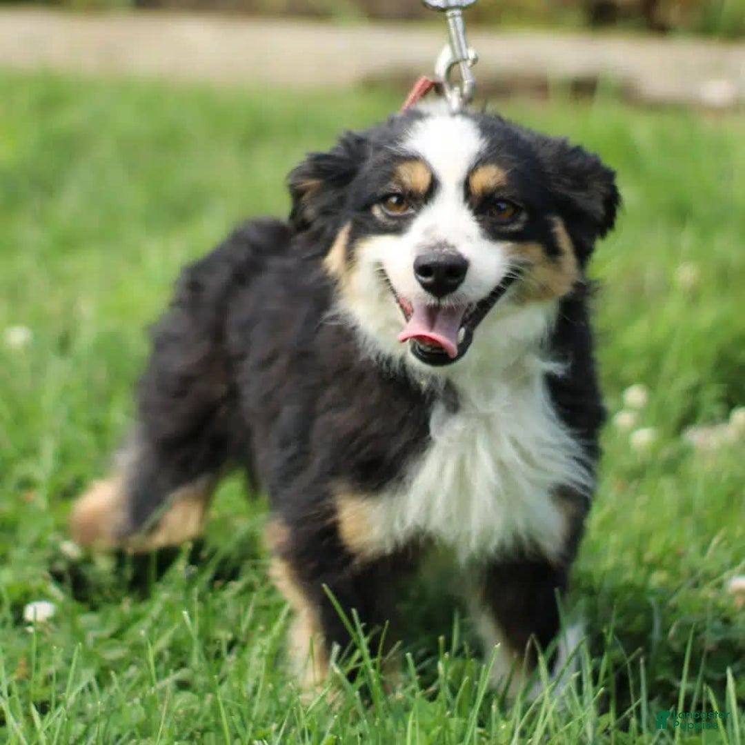 Gallery Image {{count}}