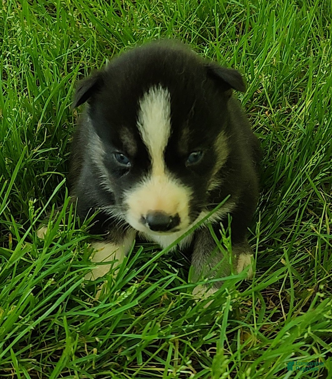 Siberian Husky dogs Sonya's male 4 - Ad 32