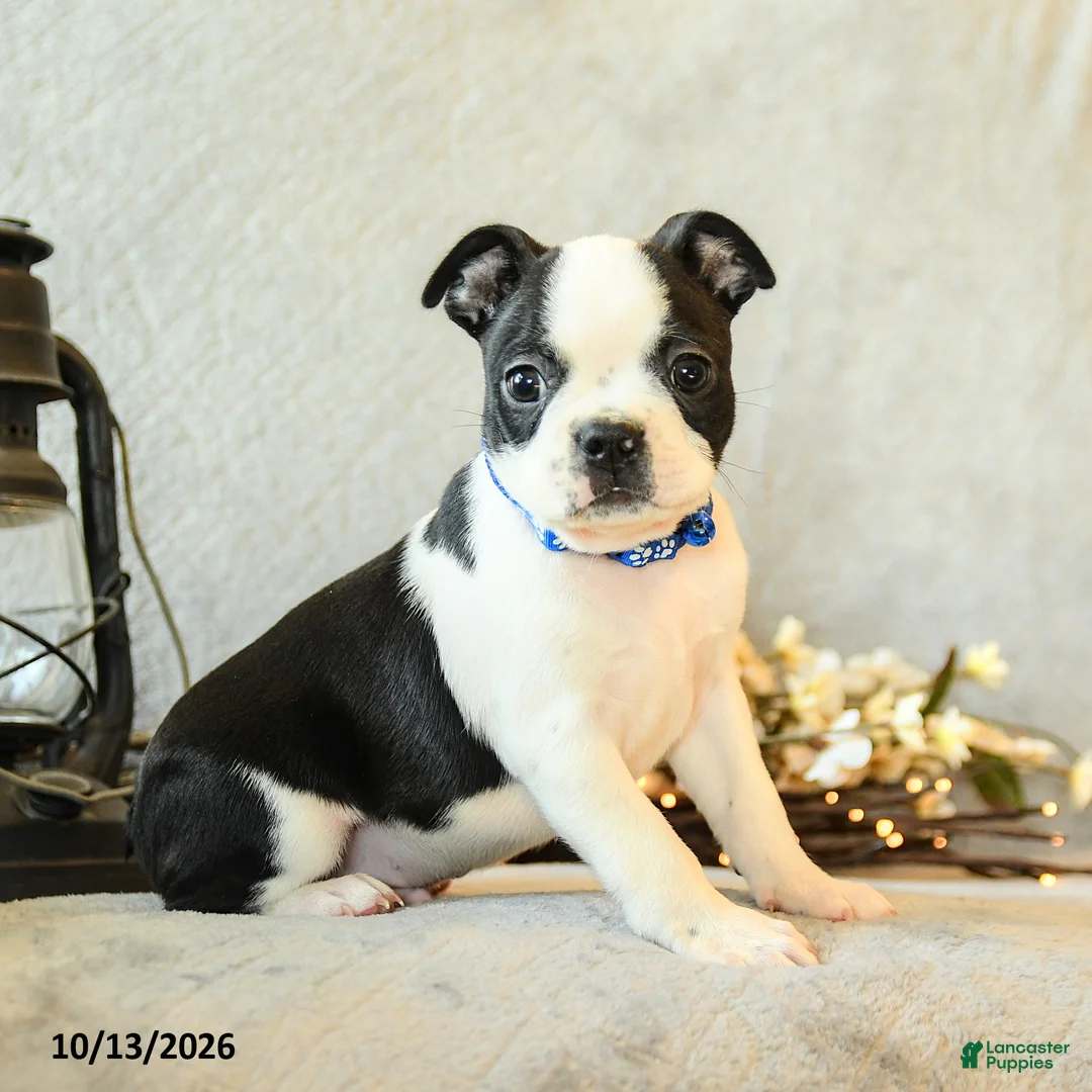 Boston Terrier dogs for sale: Coffee - Ad 2