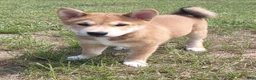 Shiba Inu dogs for sale: Jino - Ad 7