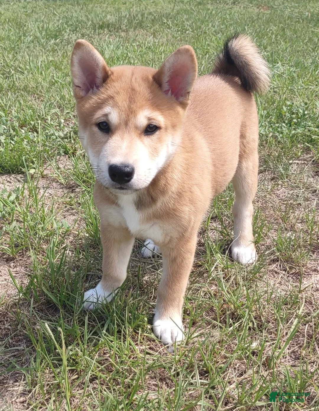 Shiba Inu dogs for sale: Jino - Ad 7