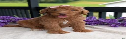 Goldendoodle dogs for sale: Miss Daisy - Ad 5
