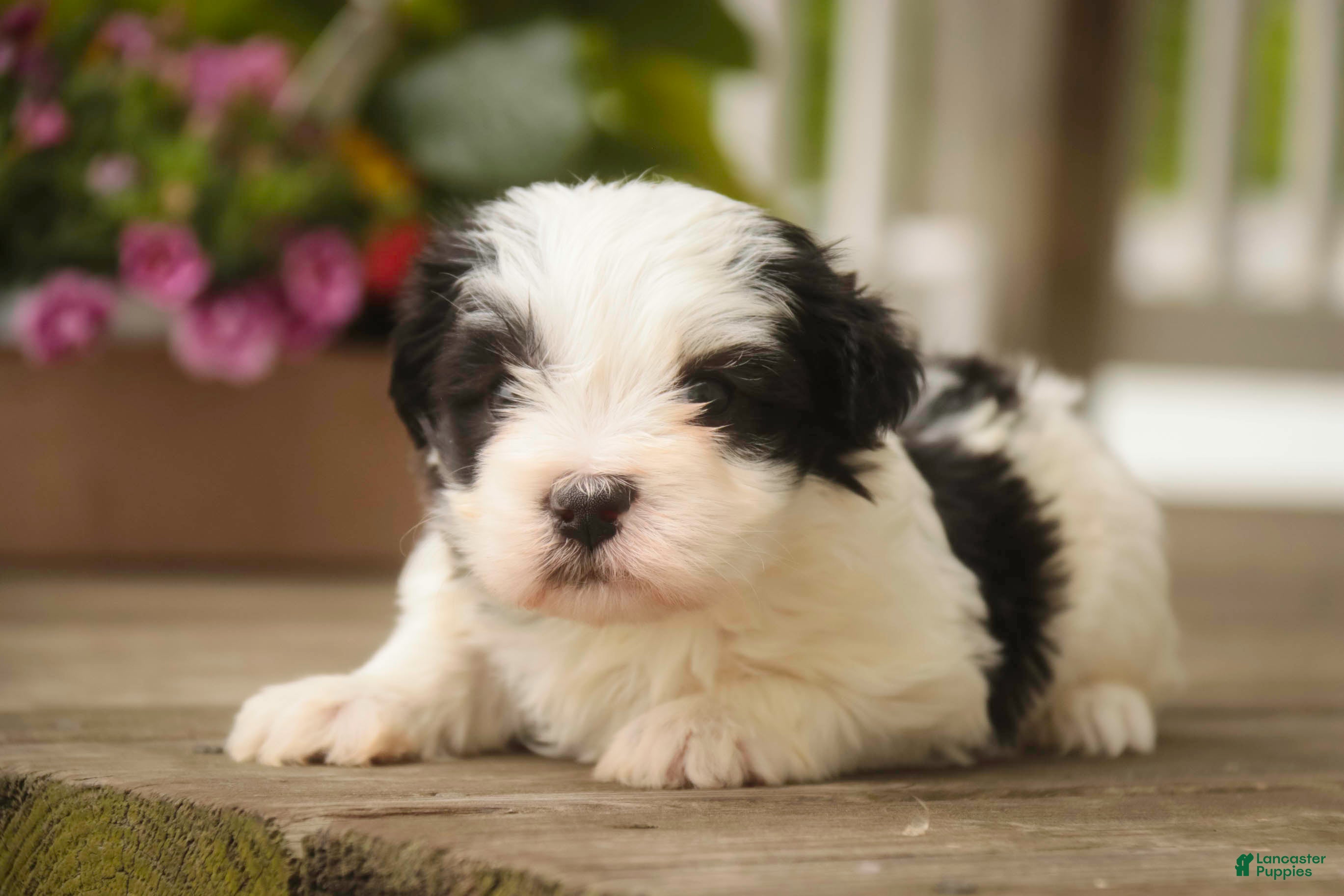 Havanese dogs Tammy Havanese Puppy  - Ad 2