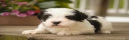 Havanese dogs for sale: Tammy Havanese Puppy  - Ad 2