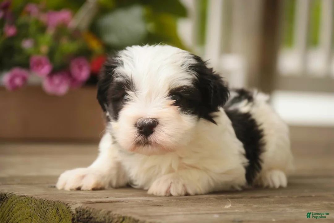 Havanese dogs for sale: Tammy Havanese Puppy  - Ad 2