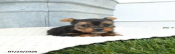 Yorkshire Terrier dogs for sale: Liam - Ad 3