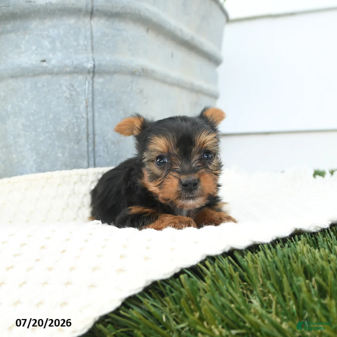 Yorkshire Terrier dogs for sale: Liam - Ad 3