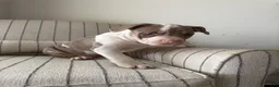 American Bully dogs for sale: Mr. Perfect - Ad 3