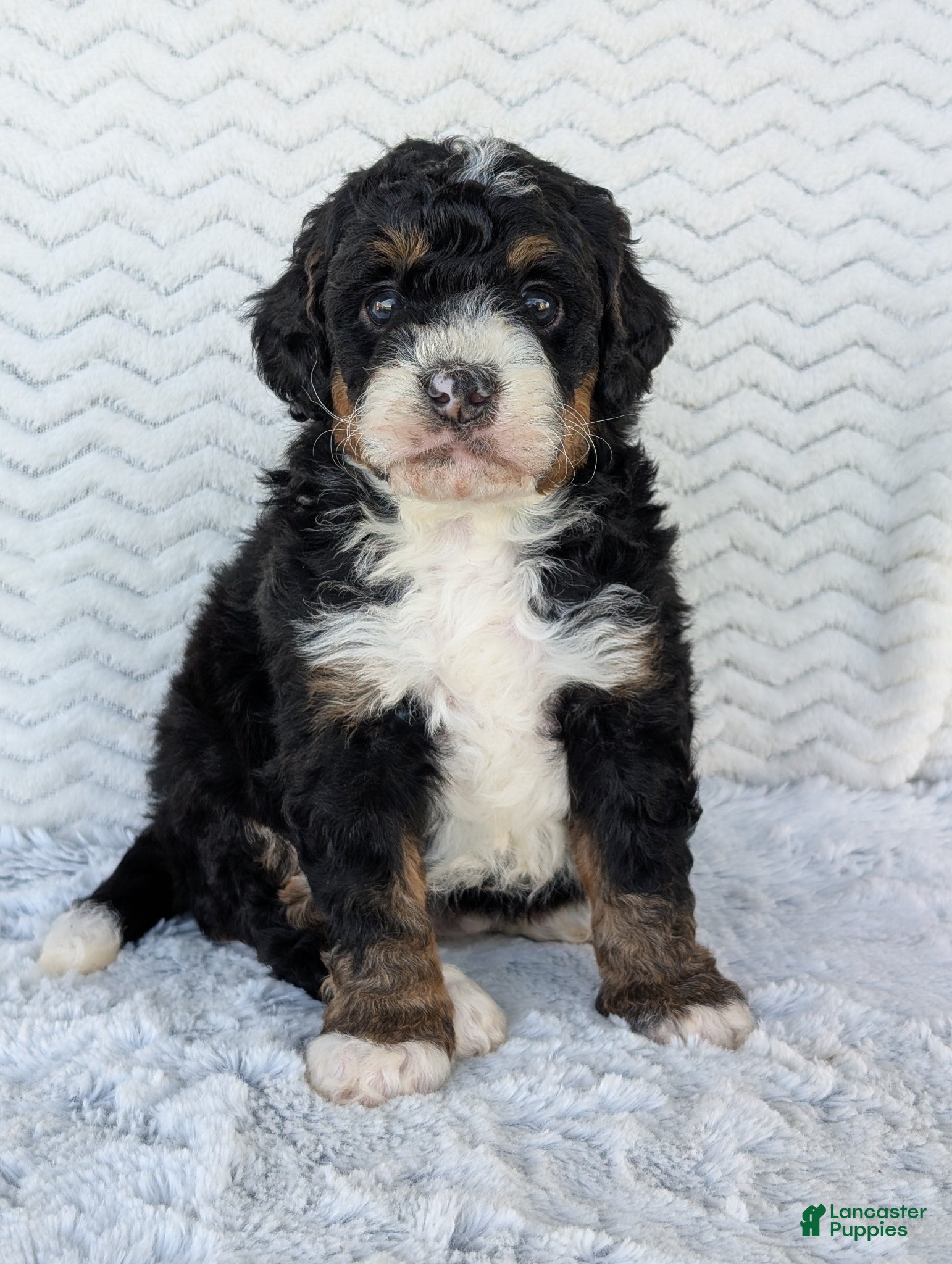 Mini Bernedoodle dogs Mini Nemo  - Ad 4
