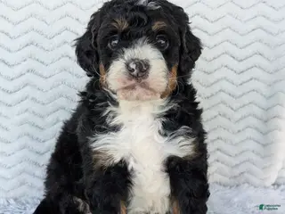 Mini Bernedoodle dogs Mini Nemo - Ad 4