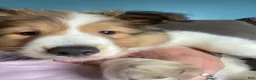 Shetland Sheepdog dogs for sale: Shetland Sheepdog Puppy 1 - Ad 7