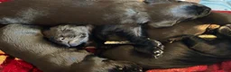 Mixed Breed dogs for sale: Mixed Breed 1 - Ad 3