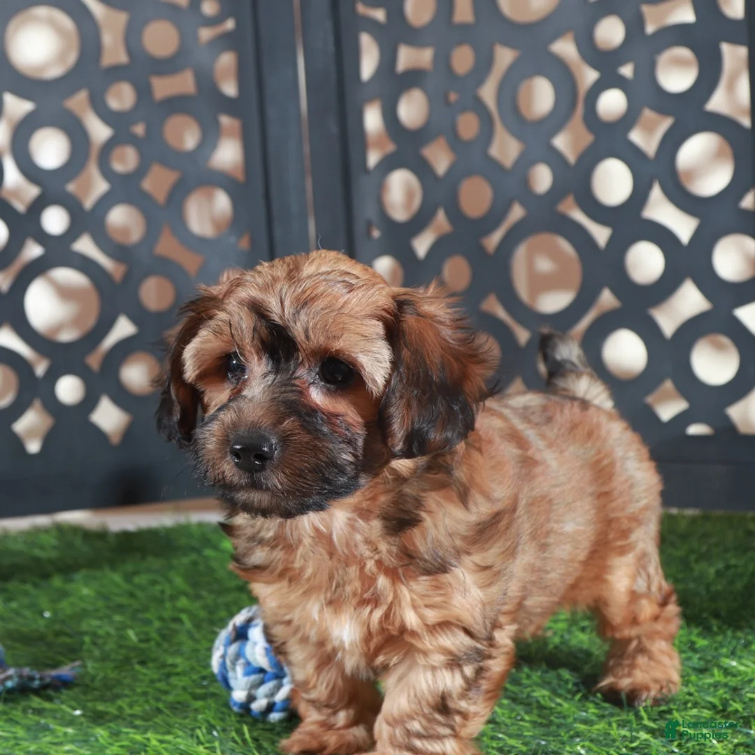 Yorkiepoo dogs for sale: Twix-Stunning Chocolate Male Yorkiepoo Puppy - Ad 5