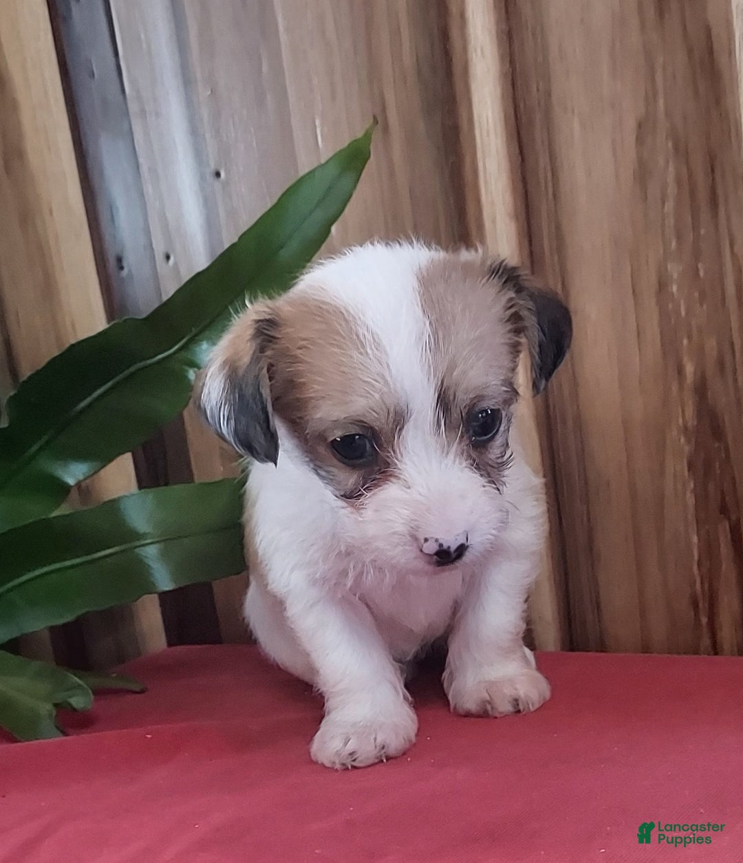 Jackapoo dogs for sale: Holly - Ad 6