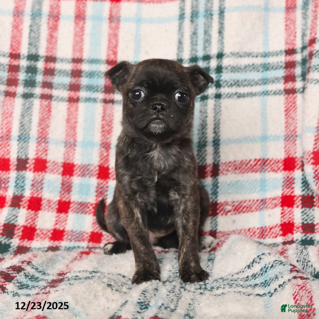 Mixed Breed dogs for sale: Hazel - Ad 2