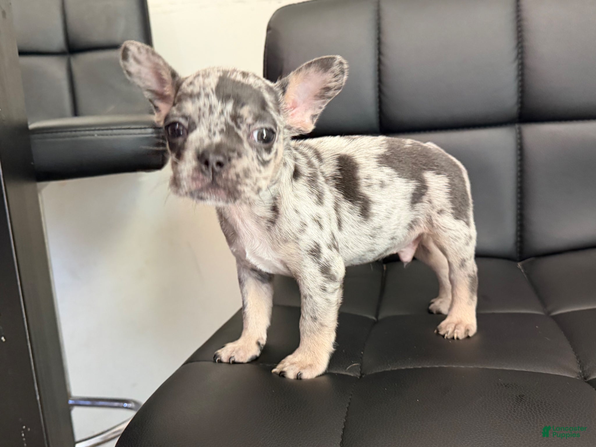 French Bulldog dogs French Bulldog Puppy 1 - Ad 1