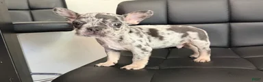 French Bulldog Puppy 1