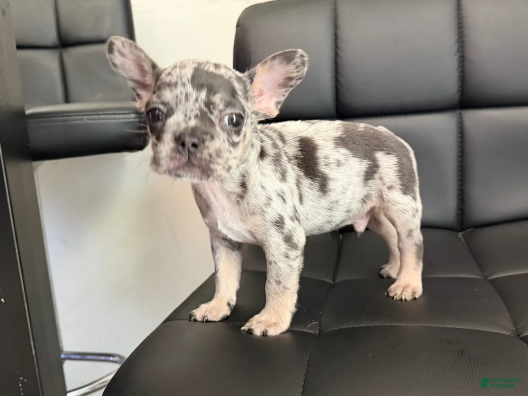 French Bulldog dogs for sale: French Bulldog Puppy 1 - Ad 1