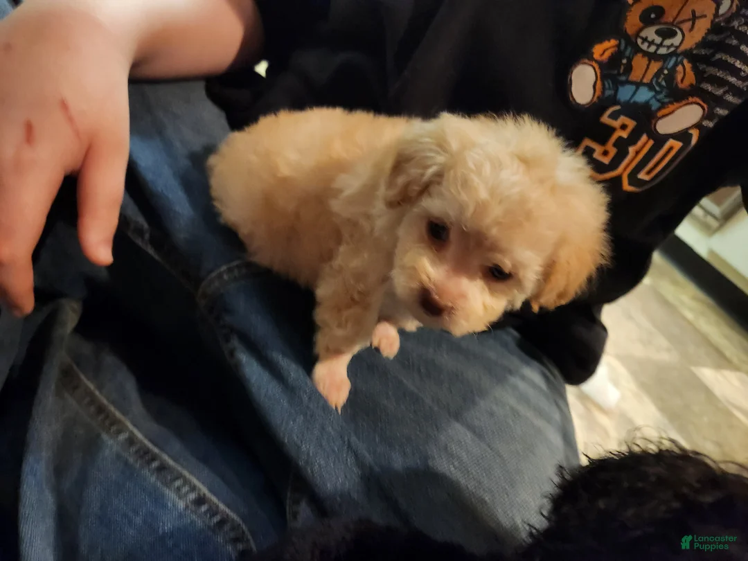 Havapoo dogs for sale: Havapoo Puppy 1 - Ad 10