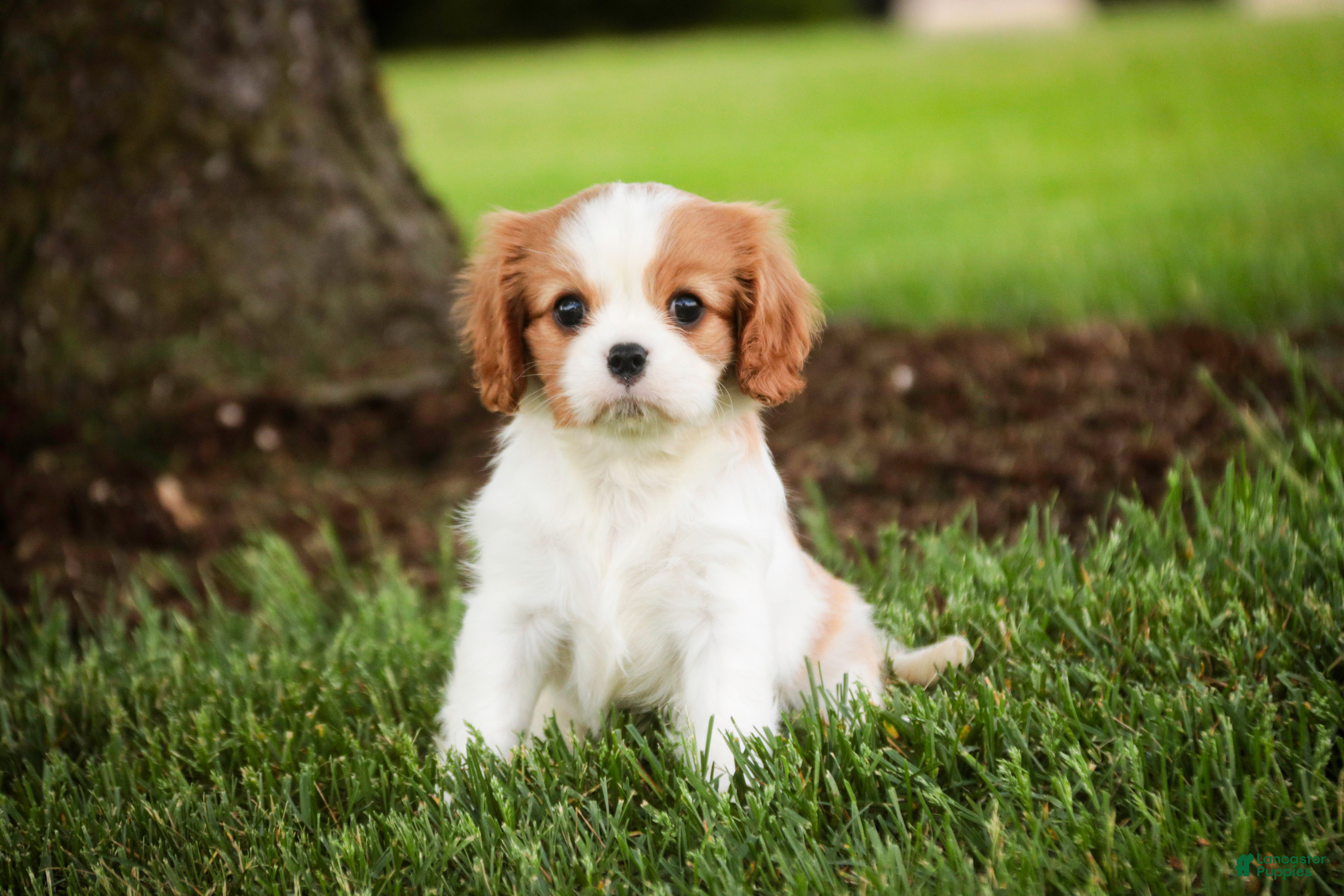 Cavalier King Charles Spaniel dogs Larkin - Ad 1