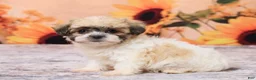 Teddy Bear dogs for sale: Tammie - Ad 2