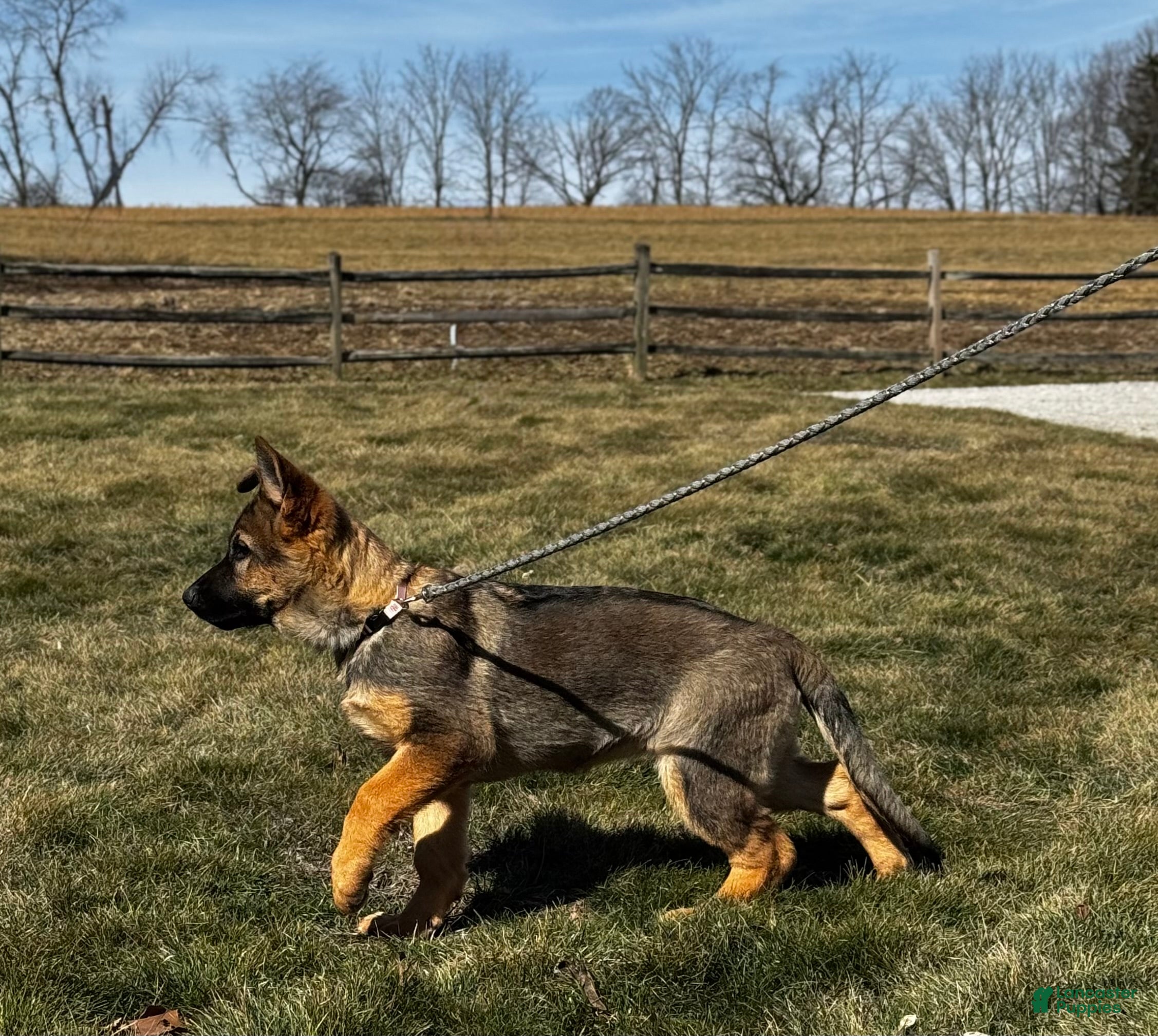 German Shepherd dogs Oakley - Ad 2