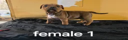 American Pit Bull Terrier dogs for sale: American Pit Bull Terrier 3 - Ad 2