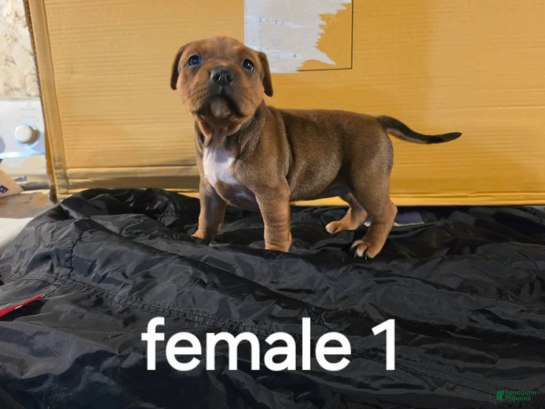 American Pit Bull Terrier dogs for sale: American Pit Bull Terrier 3 - Ad 2