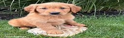 Golden Retriever dogs for sale: Sunny - Ad 1