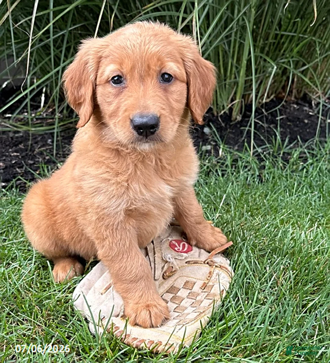 Golden Retriever dogs for sale: Sunny - Ad 1
