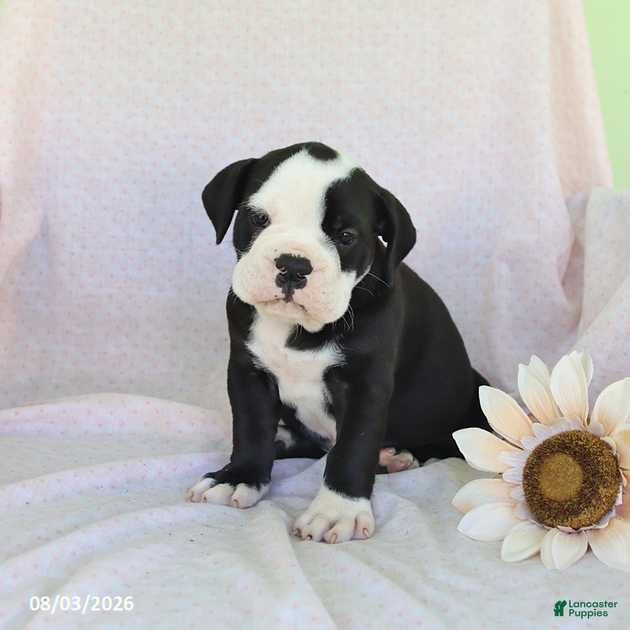Olde English Bulldogge dogs Remi  - Ad 2