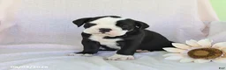 Olde English Bulldogge dogs for sale: Remi  - Ad 2