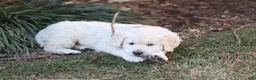 Golden Retriever dogs for sale: Roscoe - Ad 4