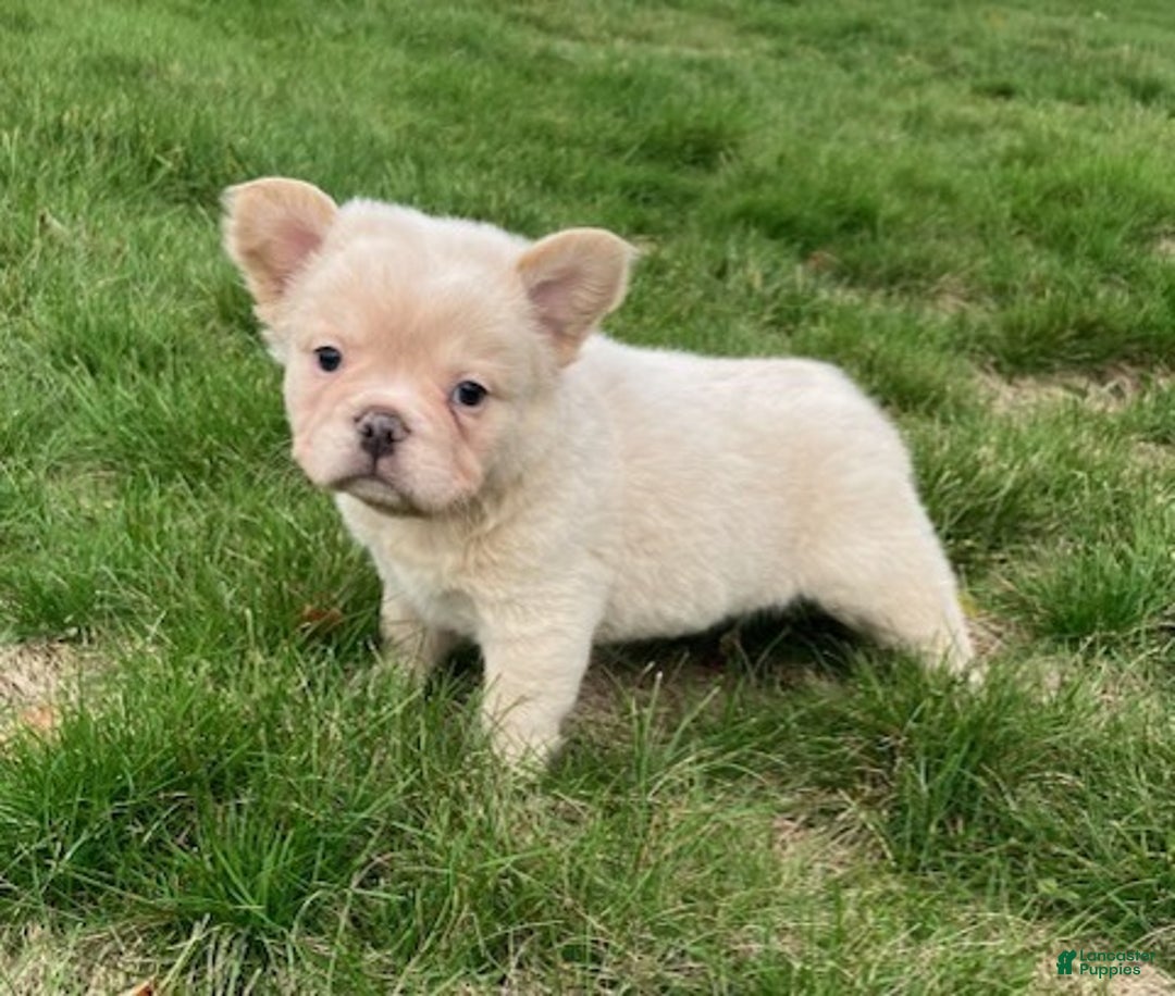 French Bulldog dogs for sale: Snowflake - Ad 2