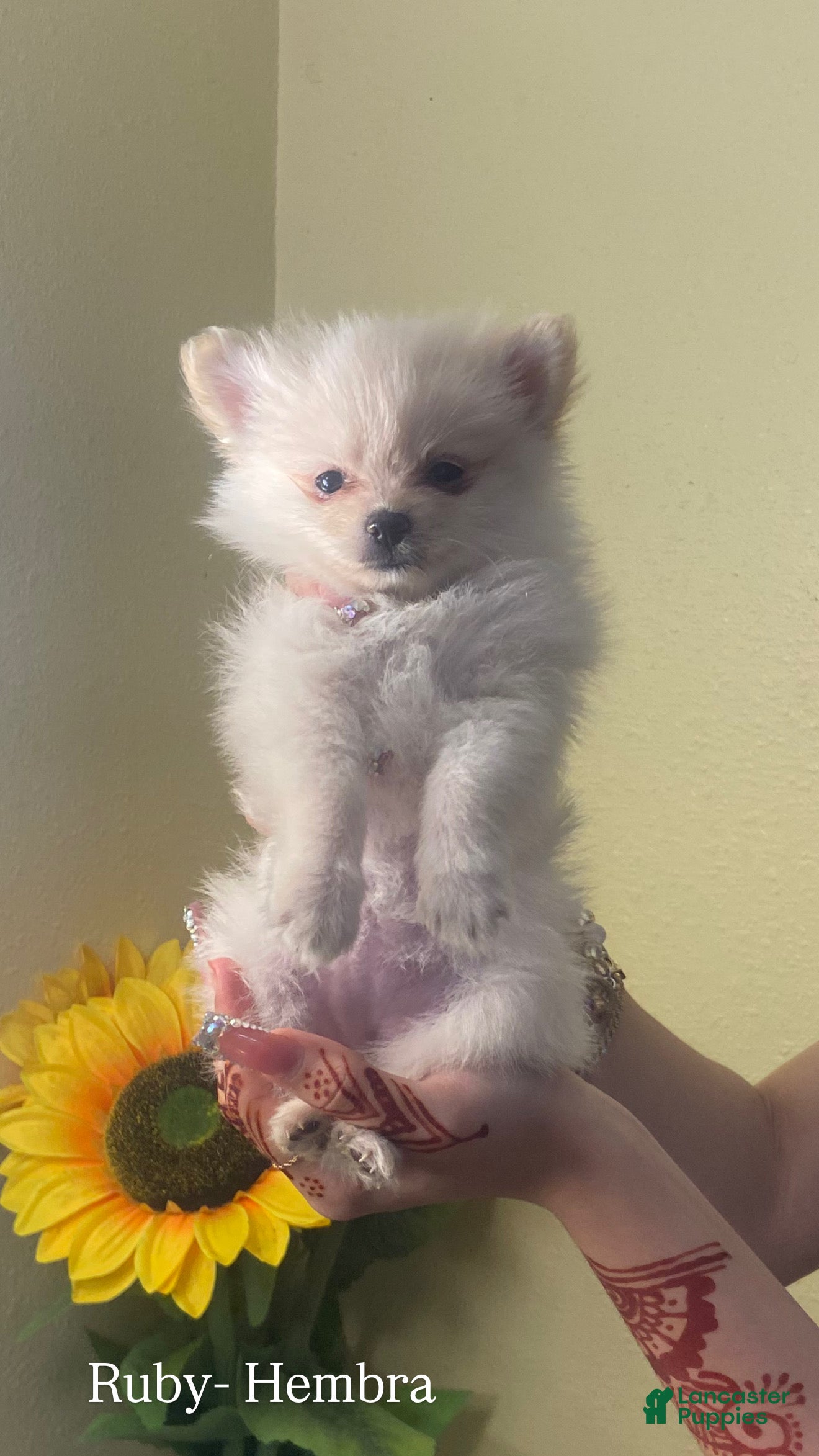 Pomeranian dogs Ruby - Ad 5