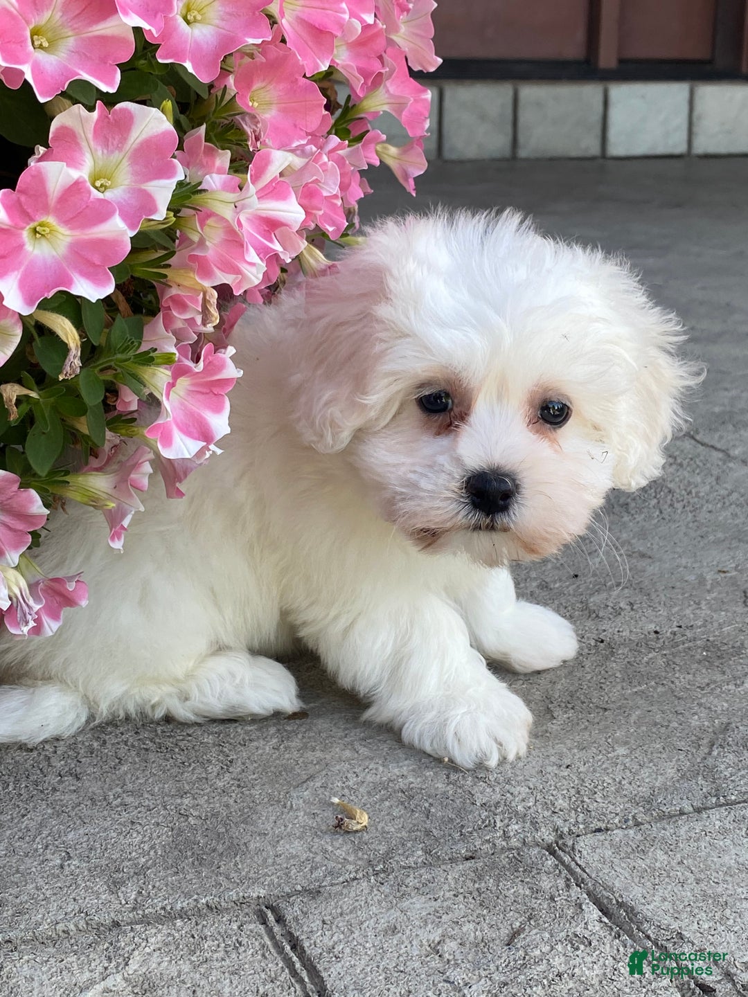 Coton De Tulear dogs for sale: Clara  - Ad 5