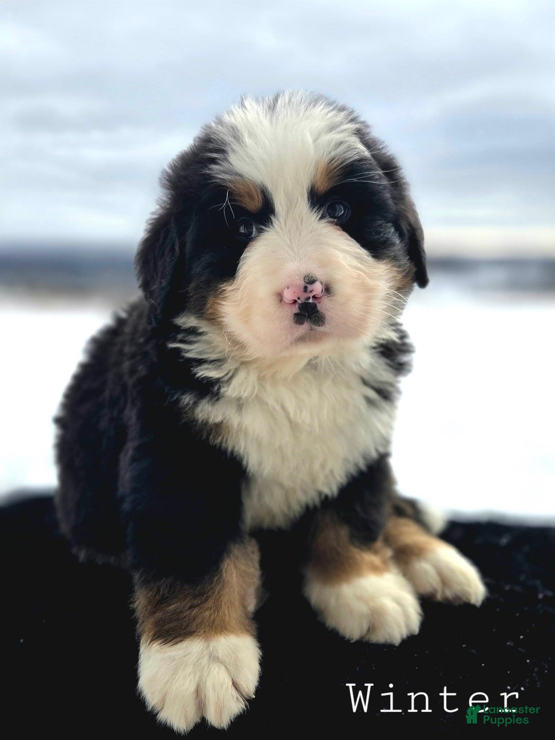 Bernese Mountain Dog dogs for sale: Winter - Ad 4